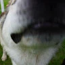Han profile