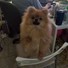 zenas profile