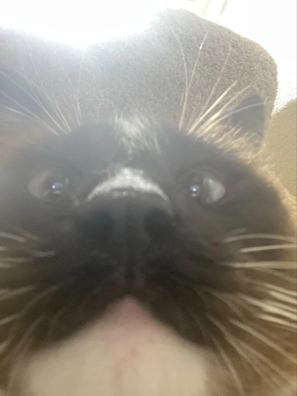 Diego profile