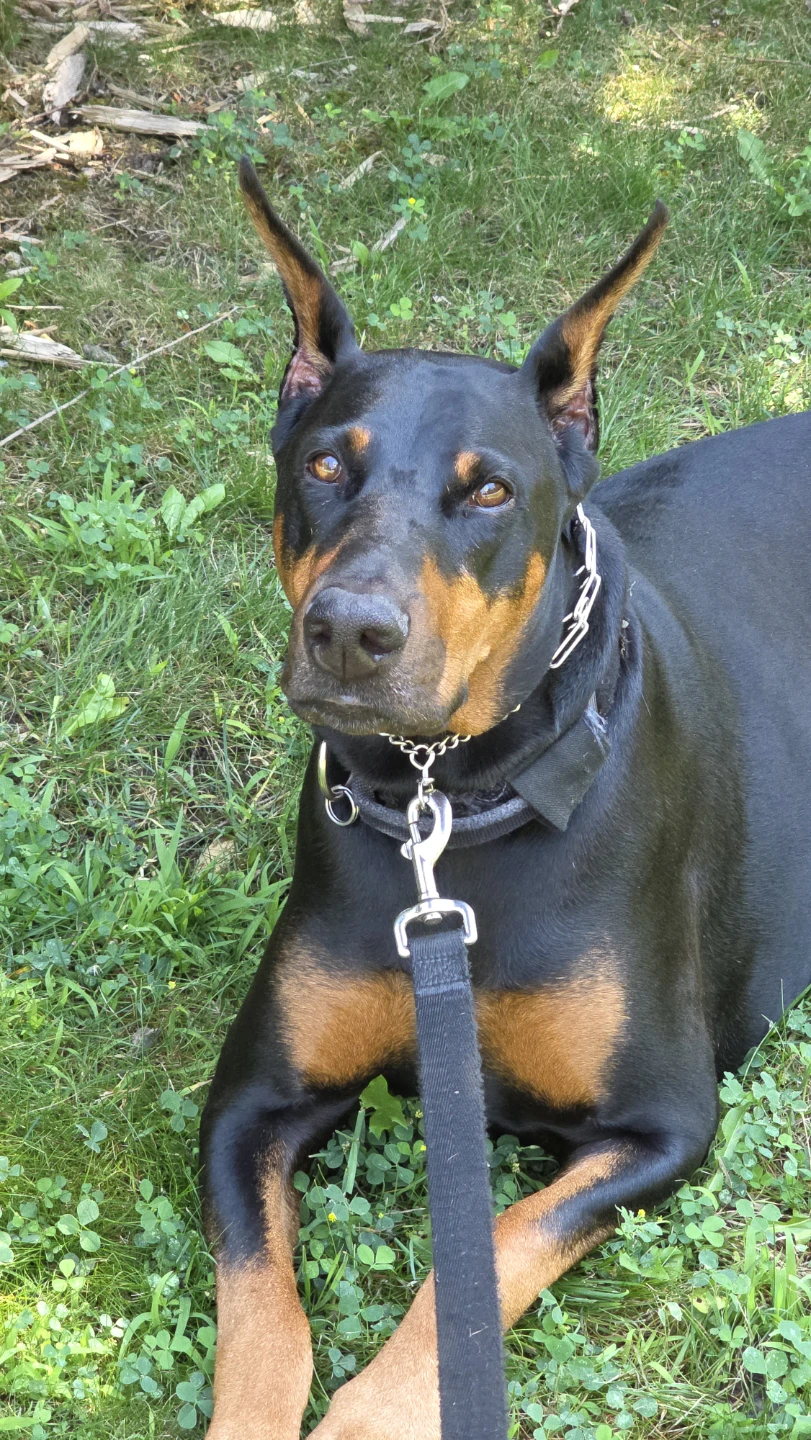 gordon profile