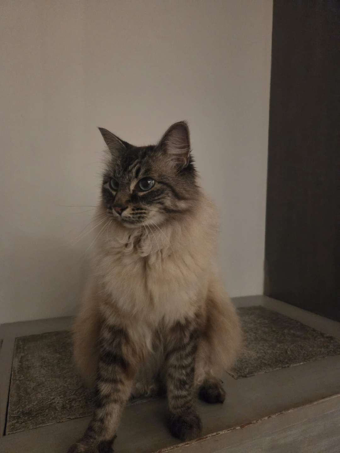 froffy profile