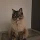 froffy profile