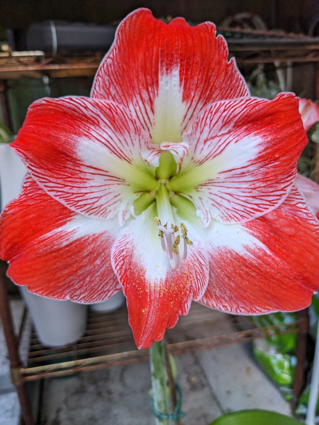 Ola