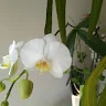 Maria Demarco profile