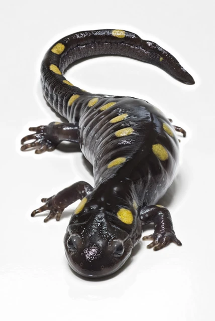 Sal A Mander profile