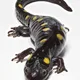 Sal A Mander profile