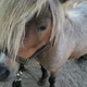 Valerie profile