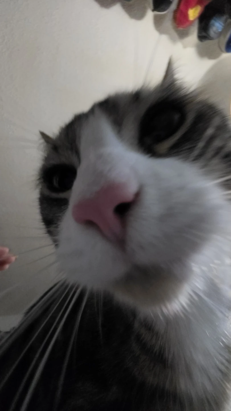 kat profile