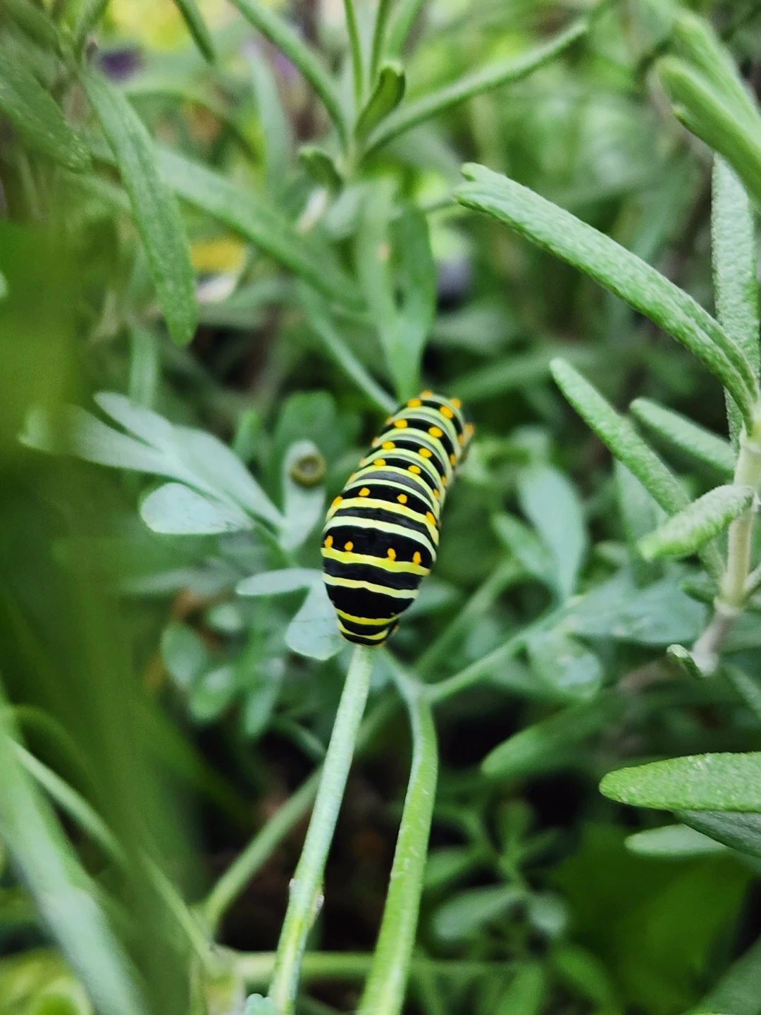abiosiris profile