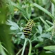 abiosiris profile