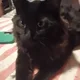 Papathefrita profile