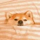 Miso profile