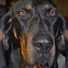 Owen Whitelaw profile