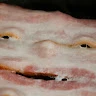 Kevs Bacon profile