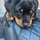 tony profile