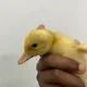 Mohamed Mohamed profile