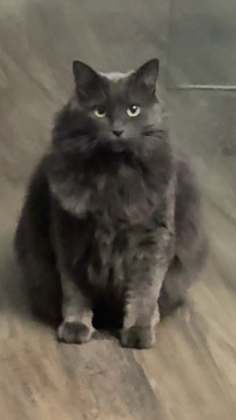 Aiden profile
