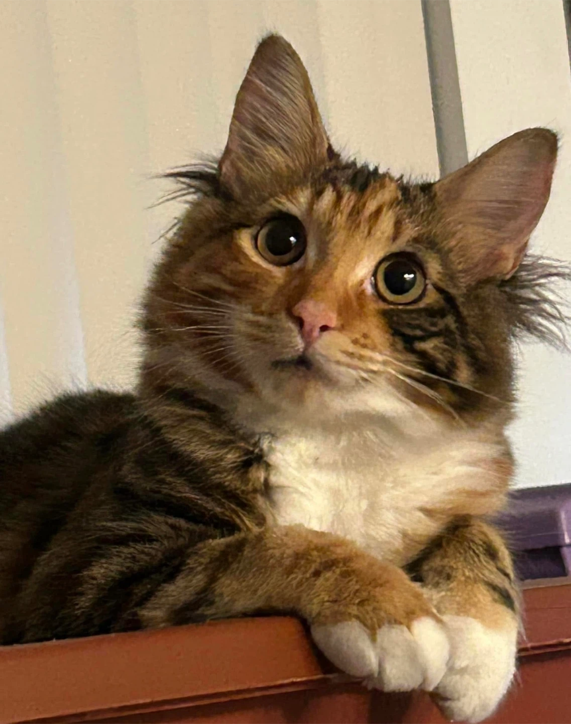 Kat profile