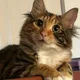 Kat profile