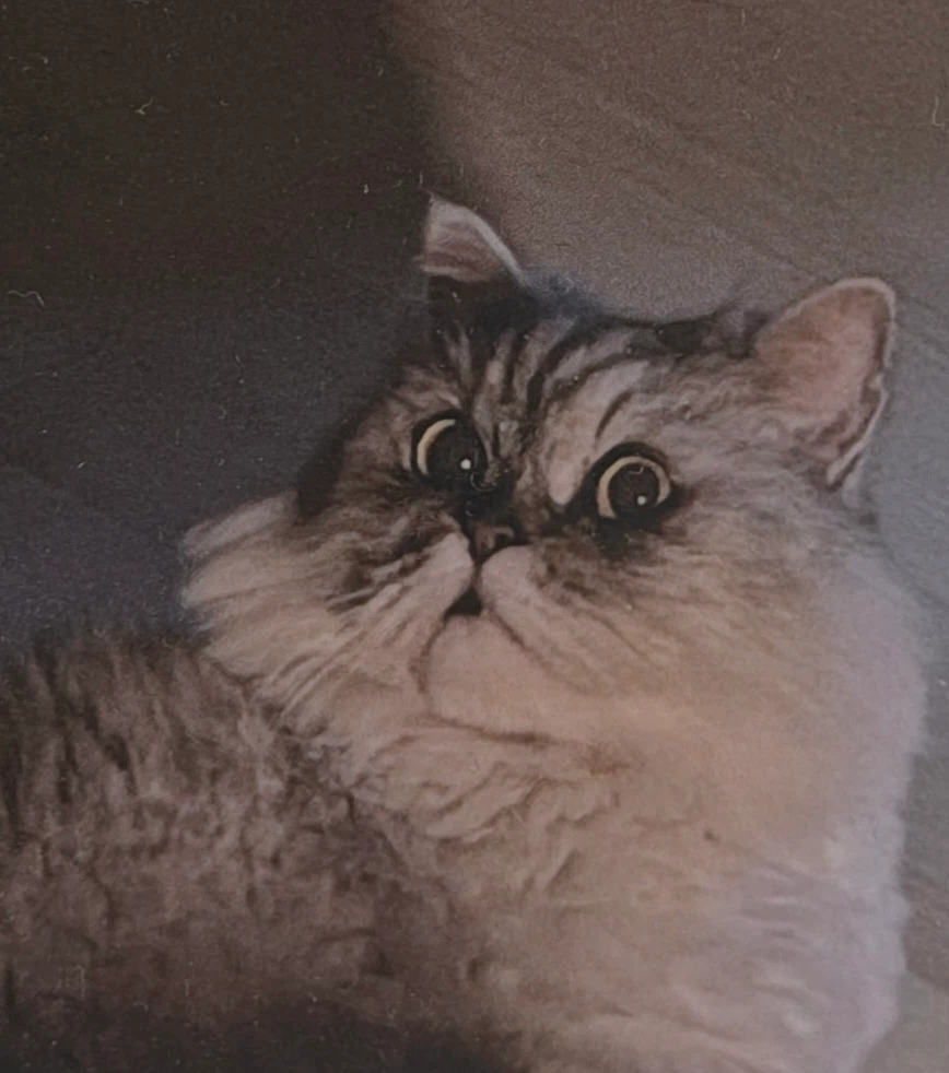 StarCat profile