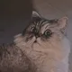 StarCat profile