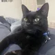 Erickson profile