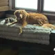 Lux Bennett profile