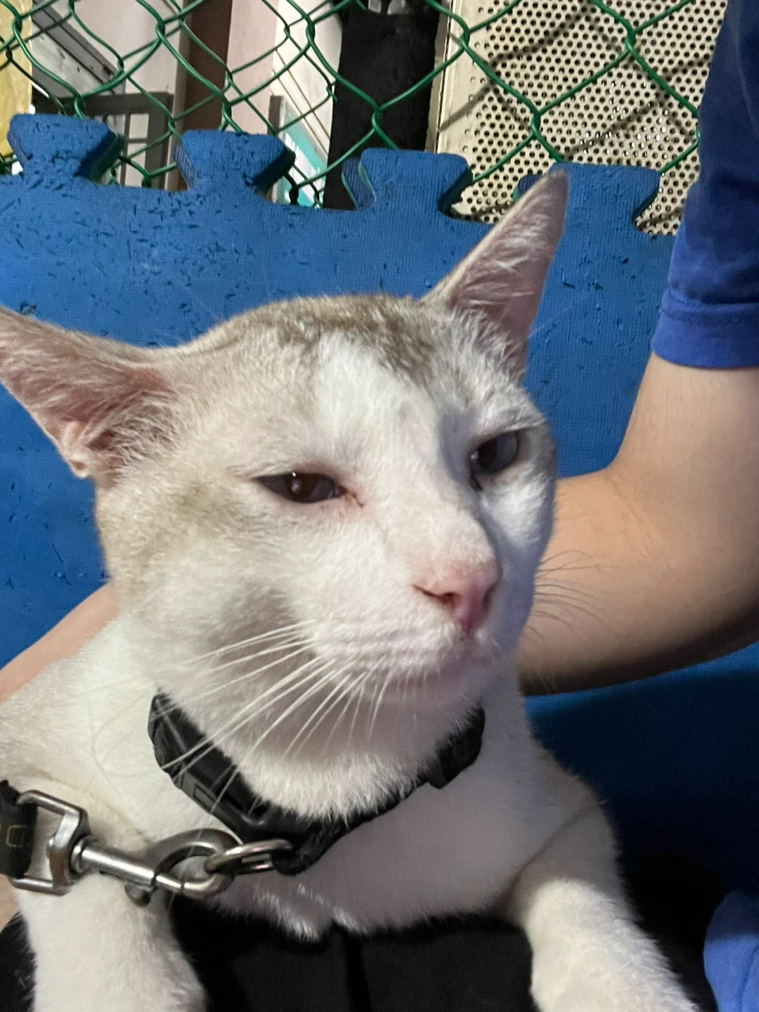 Finn profile