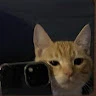 Iam Groot profile
