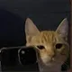 Iam Groot profile