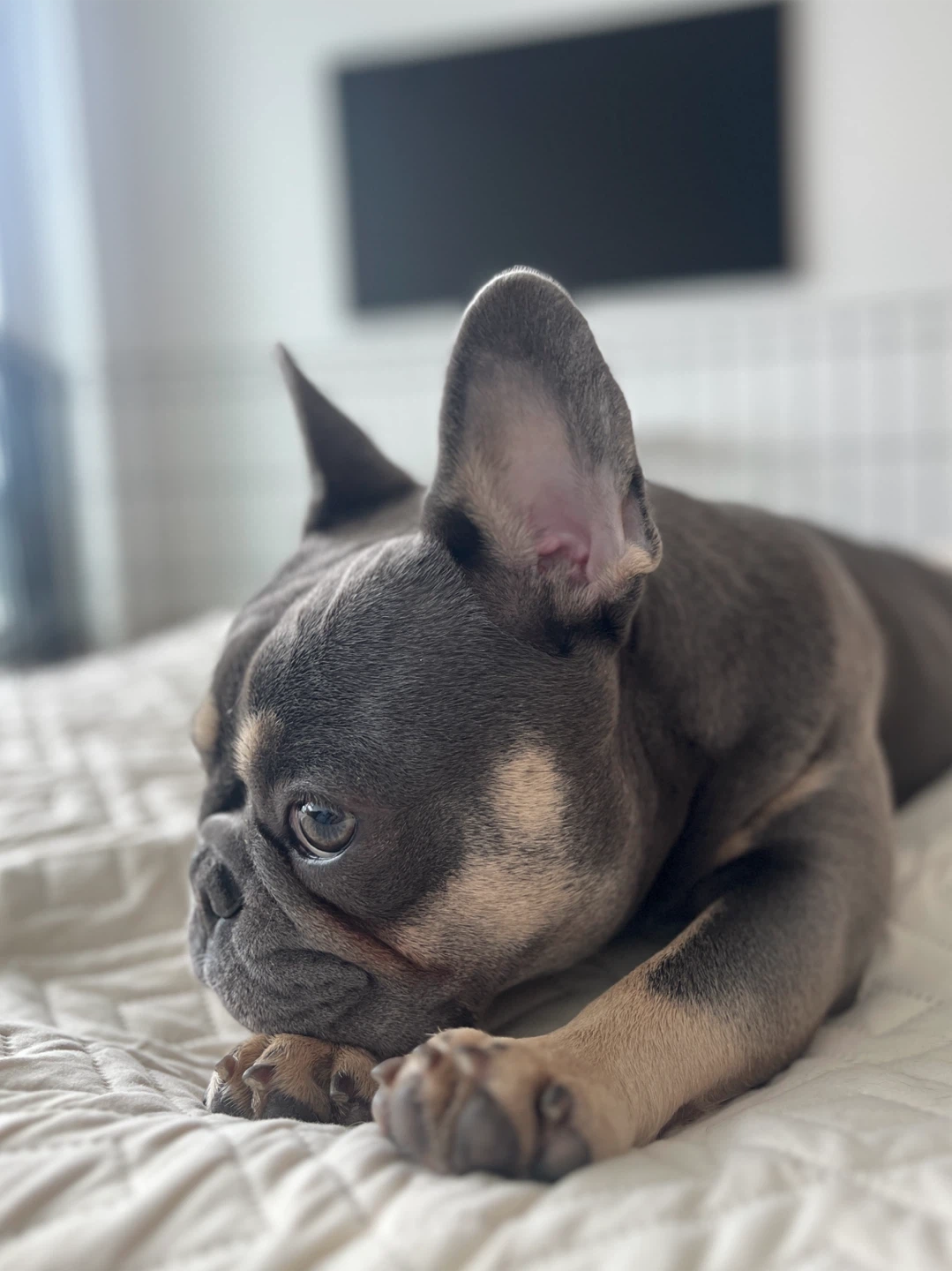 KIKI profile