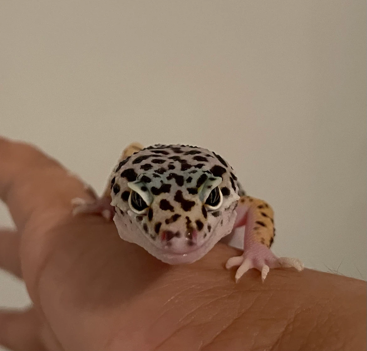 Fatima profile