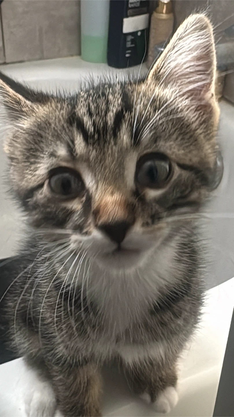 kitty girl profile