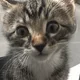 kitty girl profile