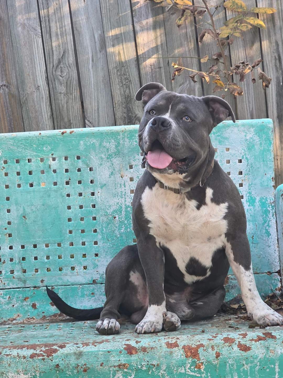 Vinnie profile