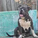 Vinnie profile