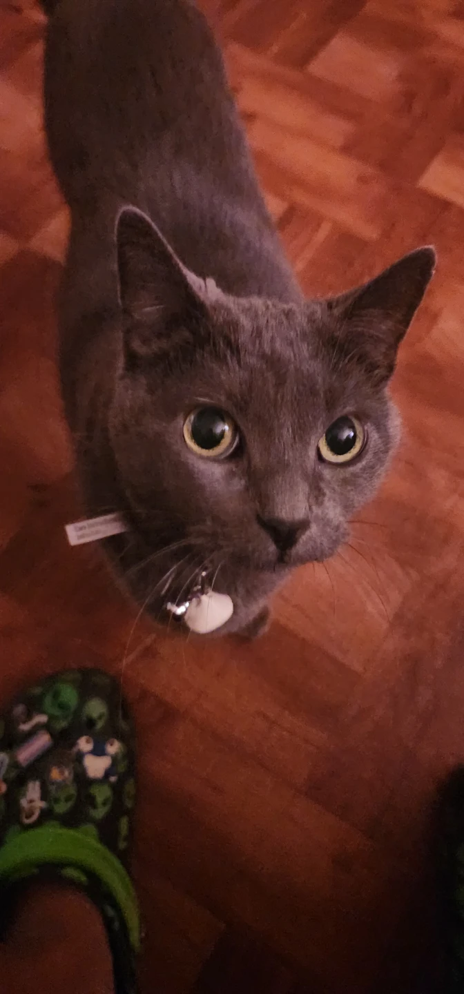 Damien profile
