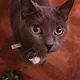 Damien profile