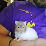 Robert Scott profile