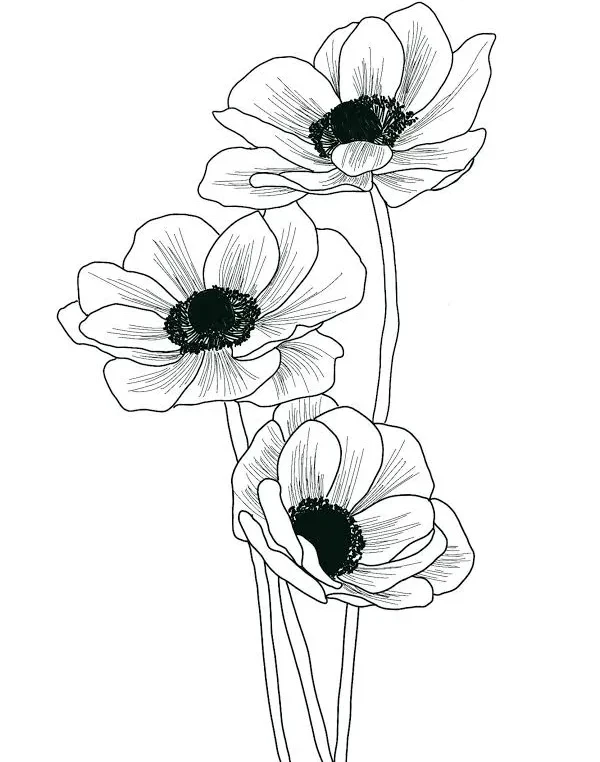 ThreePinkBlooms profile