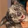 Tracy Chen profile