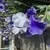 Christine Thomas profile
