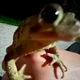 Joan profile