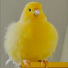 Har Al profile