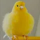 Har Al profile