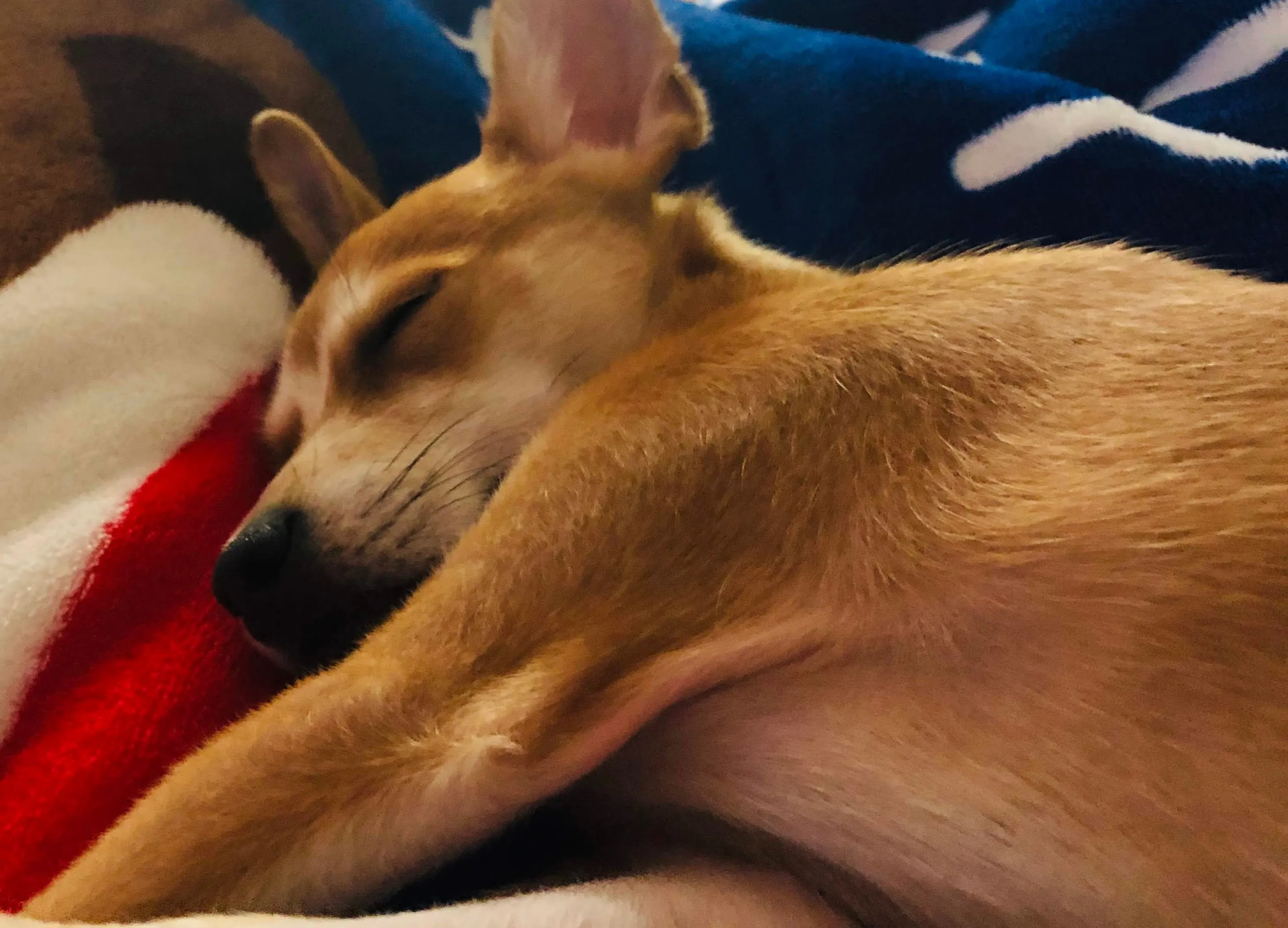 Lila